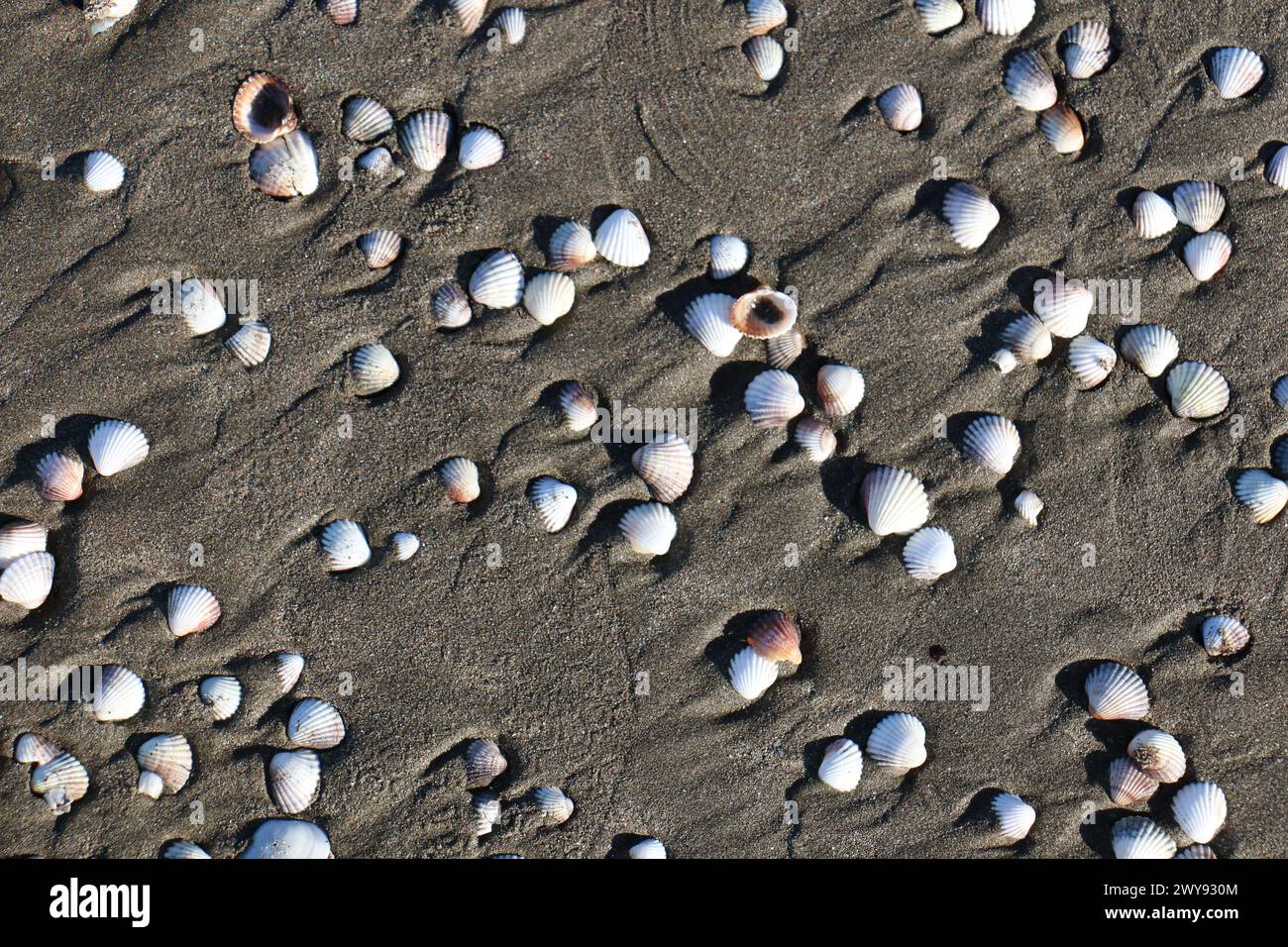 Toutes les textures trouvées près de Beach Pier Like Old Boat, Sand, Moss, Broken Concrete, Painted Metals, pavés, empreintes de pieds Banque D'Images
