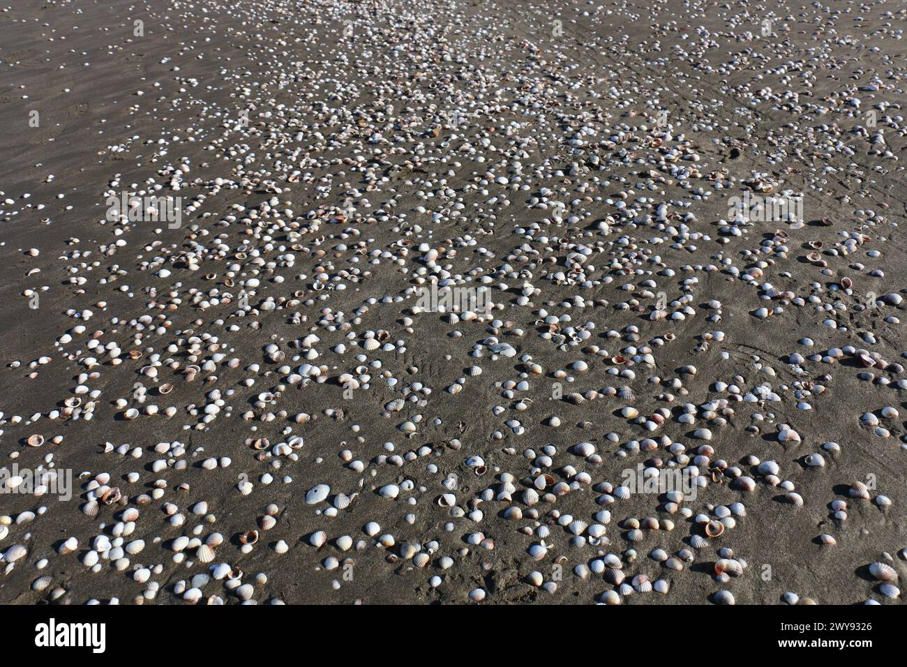 Toutes les textures trouvées près de Beach Pier Like Old Boat, Sand, Moss, Broken Concrete, Painted Metals, pavés, empreintes de pieds Banque D'Images