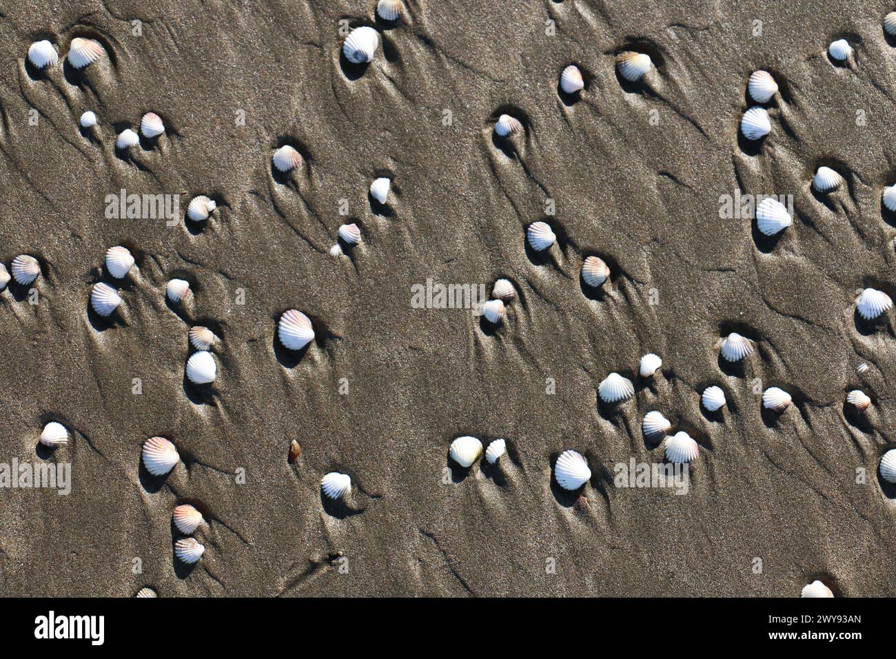 Toutes les textures trouvées près de Beach Pier Like Old Boat, Sand, Moss, Broken Concrete, Painted Metals, pavés, empreintes de pieds Banque D'Images