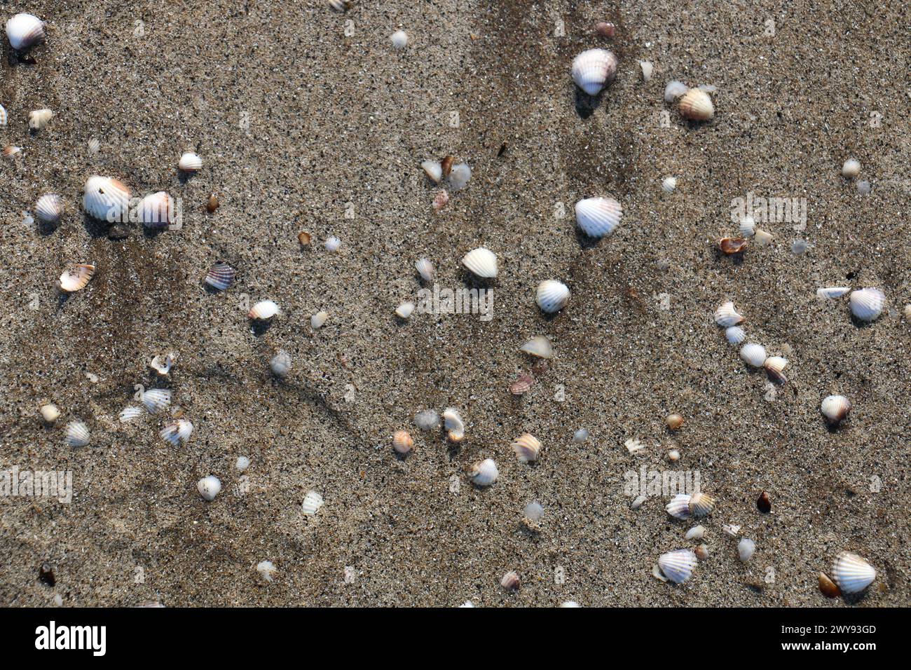 Toutes les textures trouvées près de Beach Pier Like Old Boat, Sand, Moss, Broken Concrete, Painted Metals, pavés, empreintes de pieds Banque D'Images