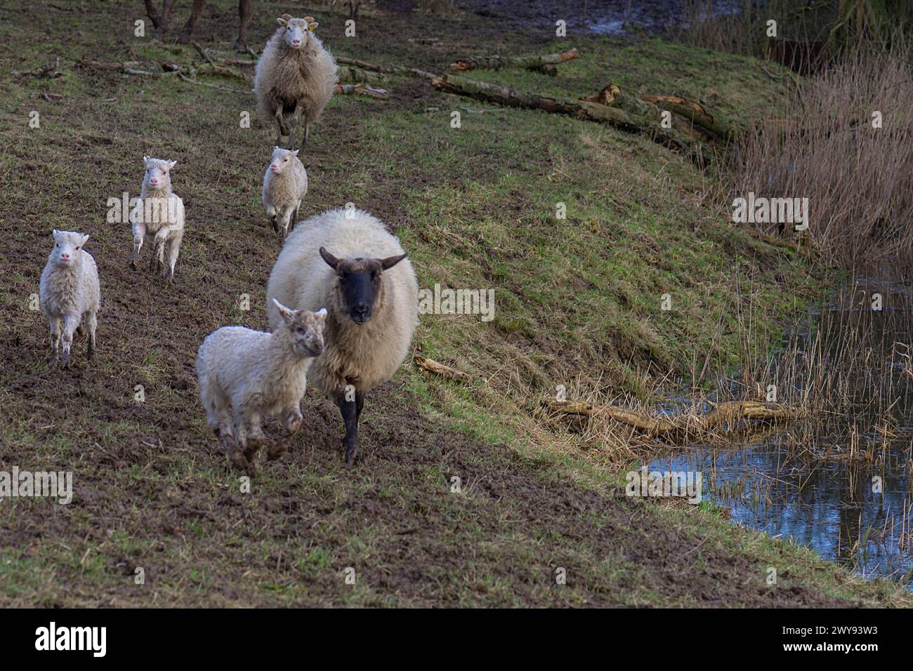 Moutons de landes (Ovis aries) avec leurs agneaux, sur le pâturage, Mecklenburg-Poméranie occidentale, Allemagne Banque D'Images