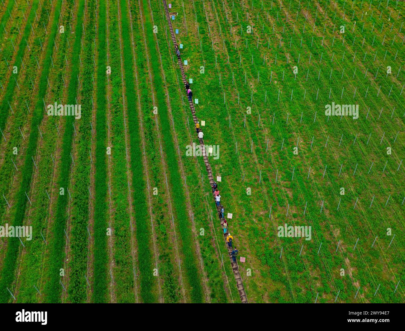 Vue aérienne d'une longue file de personnes s'étendant à travers les rangées d'un vignoble, Jesus Grace Chruch, Weitblickweg, randonnée de Pâques, Hohenhaslach, Allemagne Banque D'Images