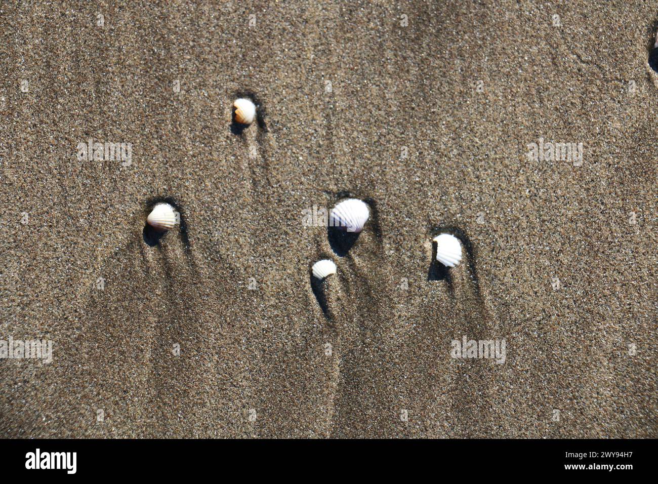 Toutes les textures trouvées près de Beach Pier Like Old Boat, Sand, Moss, Broken Concrete, Painted Metals, pavés, empreintes de pieds Banque D'Images
