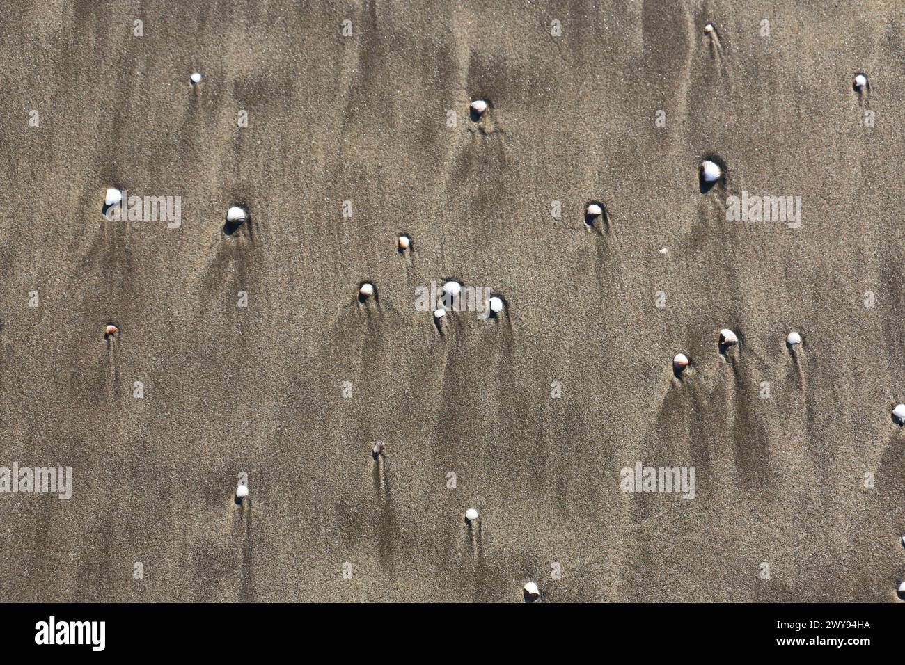 Toutes les textures trouvées près de Beach Pier Like Old Boat, Sand, Moss, Broken Concrete, Painted Metals, pavés, empreintes de pieds Banque D'Images