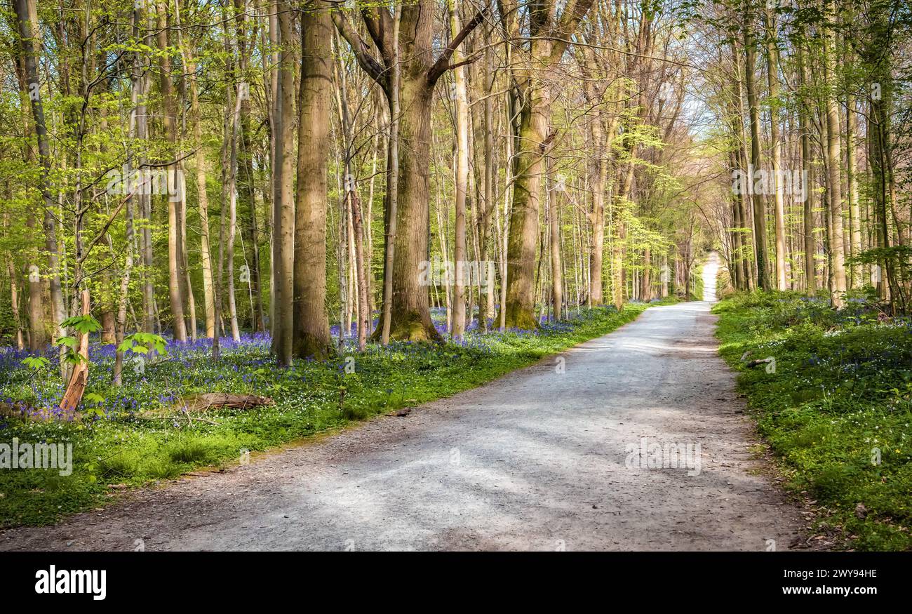 Chemin à travers la forêt de bluebells fleuris, Hallerbos Belgique. Banque D'Images