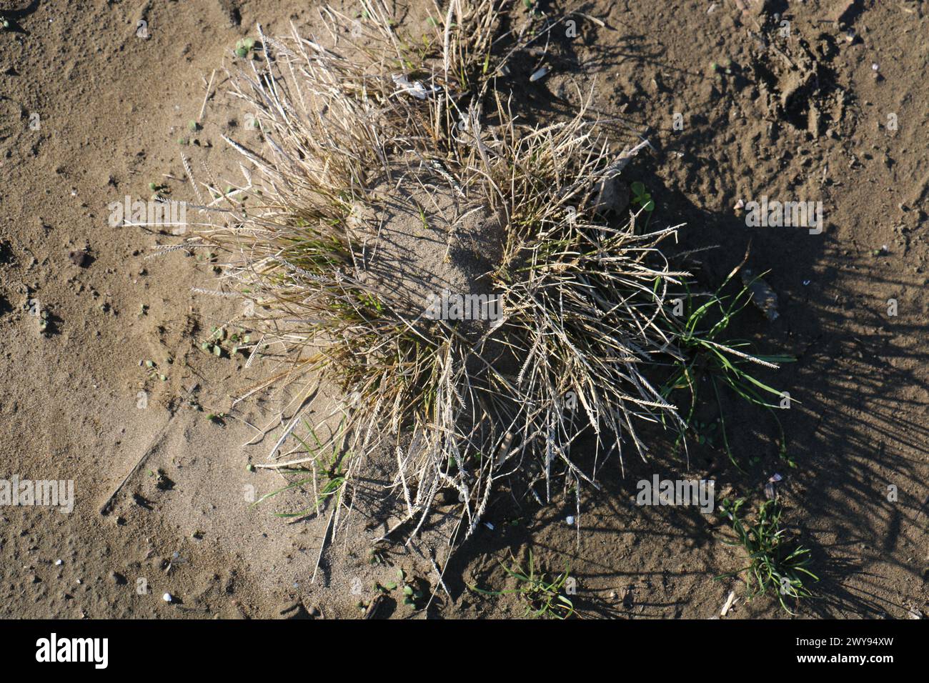 Toutes les textures trouvées près de Beach Pier Like Old Boat, Sand, Moss, Broken Concrete, Painted Metals, pavés, empreintes de pieds Banque D'Images