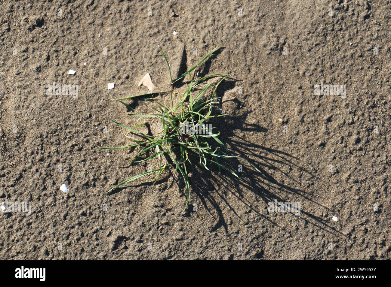 Toutes les textures trouvées près de Beach Pier Like Old Boat, Sand, Moss, Broken Concrete, Painted Metals, pavés, empreintes de pieds Banque D'Images