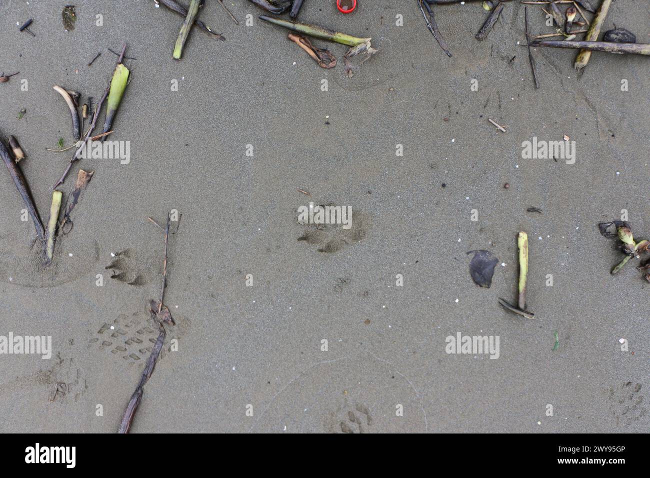 Toutes les textures trouvées près de Beach Pier Like Old Boat, Sand, Moss, Broken Concrete, Painted Metals, pavés, empreintes de pieds Banque D'Images