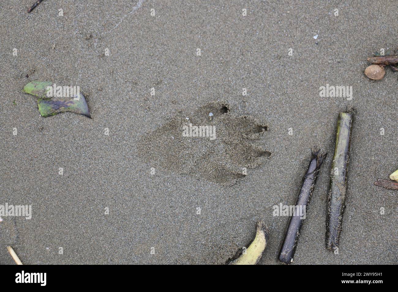 Toutes les textures trouvées près de Beach Pier Like Old Boat, Sand, Moss, Broken Concrete, Painted Metals, pavés, empreintes de pieds Banque D'Images