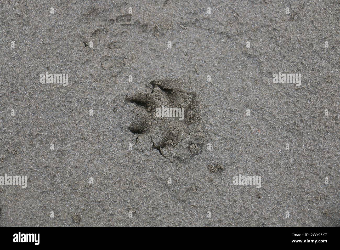 Toutes les textures trouvées près de Beach Pier Like Old Boat, Sand, Moss, Broken Concrete, Painted Metals, pavés, empreintes de pieds Banque D'Images