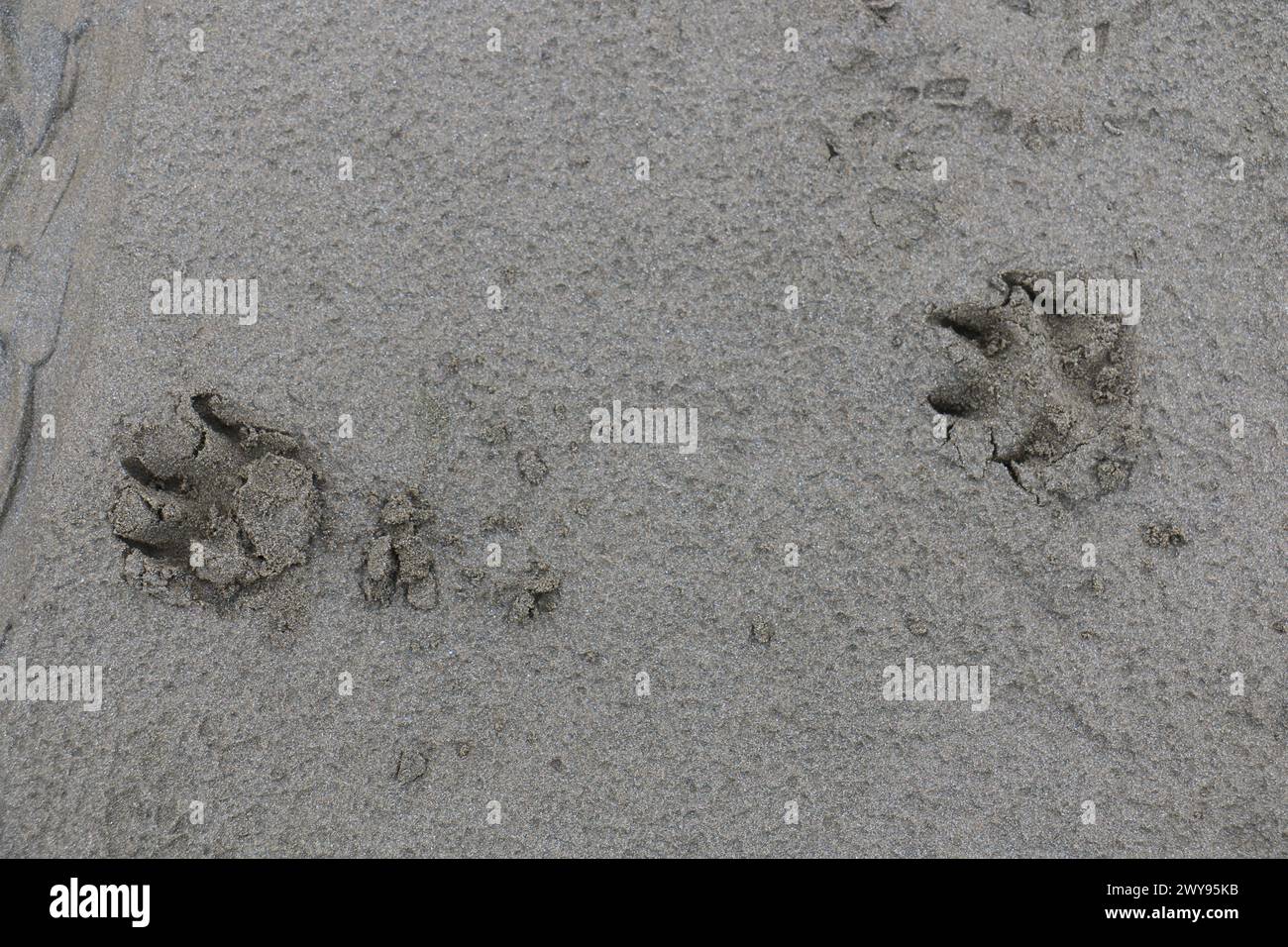 Toutes les textures trouvées près de Beach Pier Like Old Boat, Sand, Moss, Broken Concrete, Painted Metals, pavés, empreintes de pieds Banque D'Images