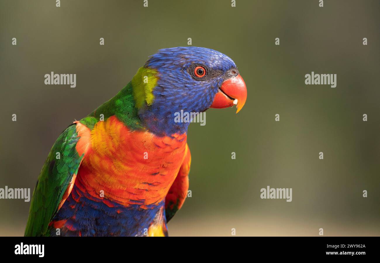 Gros plan de Rainbow Lorikeet, Trichoglossus moluccanus, mangeant avec fond vert et espace de copie. Banque D'Images