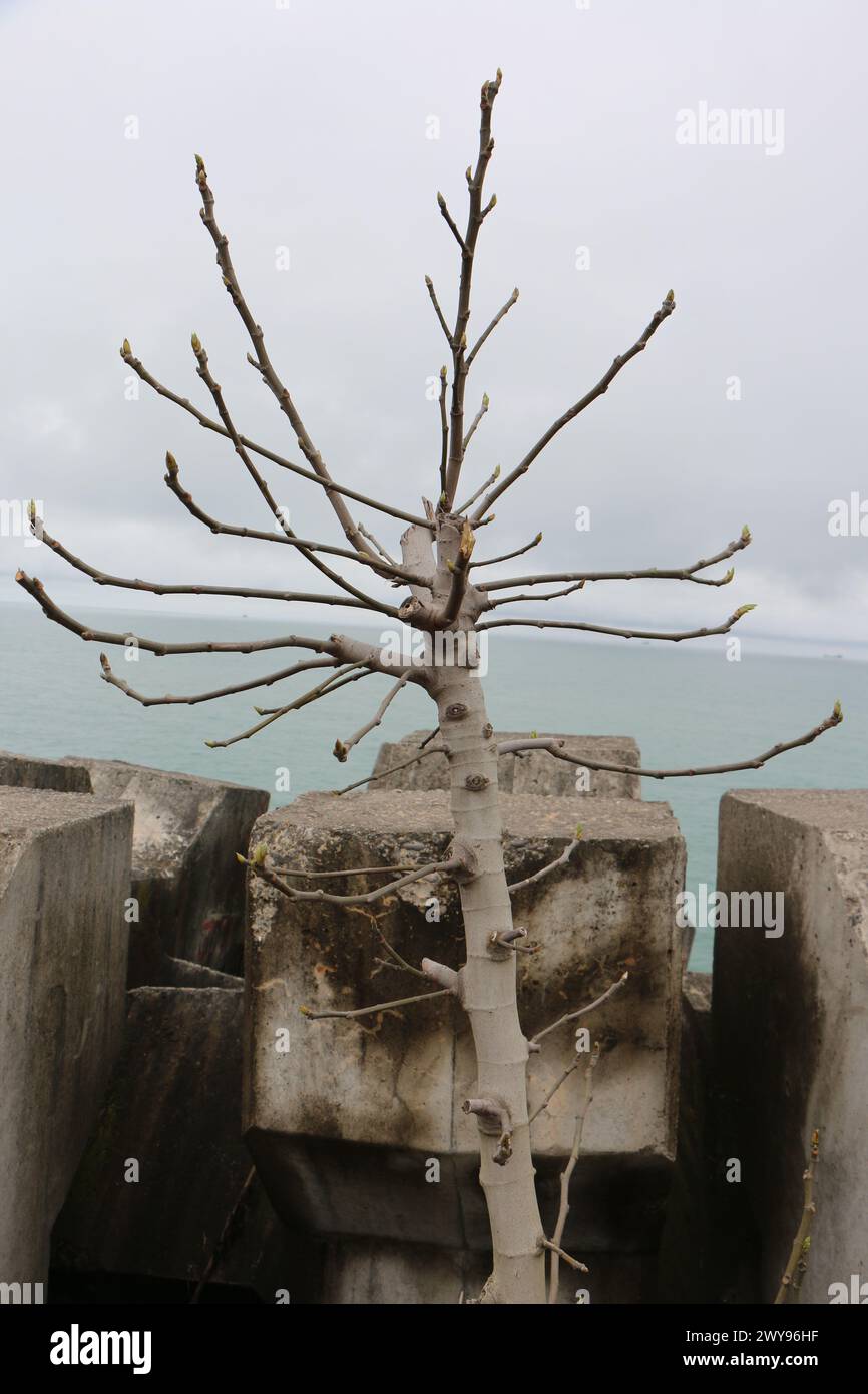 Toutes les textures trouvées près de Beach Pier Like Sand, Moss, Broken Concrete, Painted Metals, Cobblestones, métal rouillé, béton fissuré, béton peint. Banque D'Images