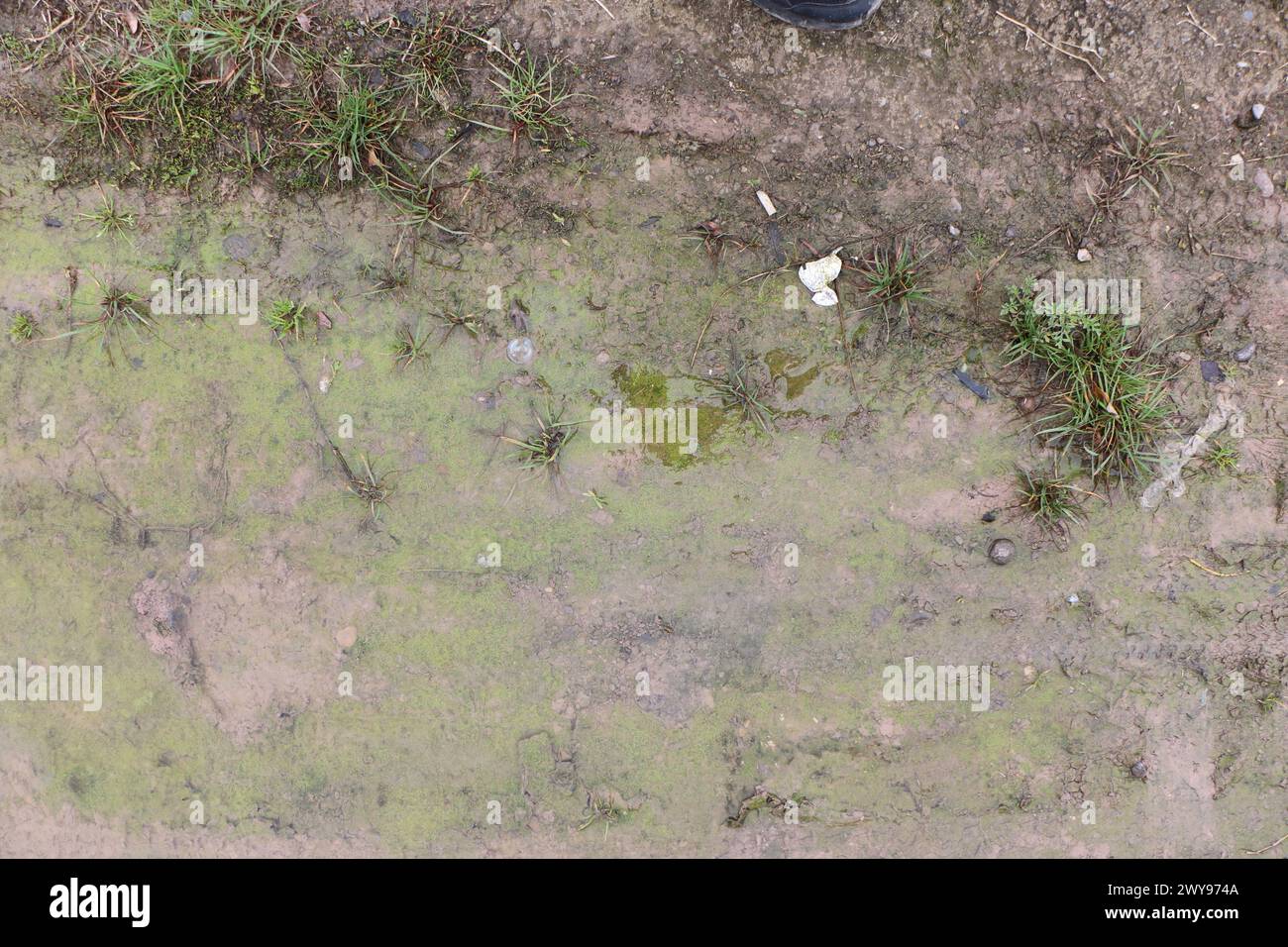 Texture de sol de boue et d'herbe appropriée pour la référence Banque D'Images