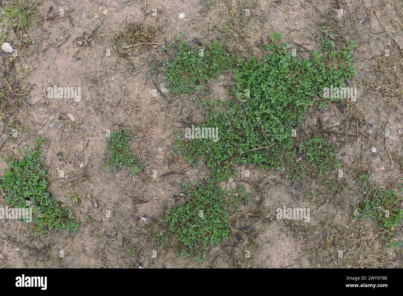 Texture de sol de boue et d'herbe appropriée pour la référence Banque D'Images
