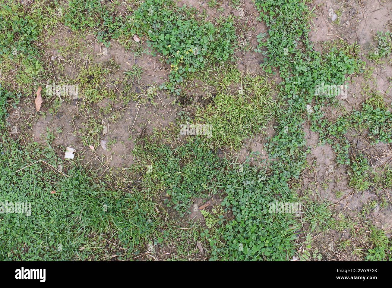 Texture de sol de boue et d'herbe appropriée pour la référence Banque D'Images