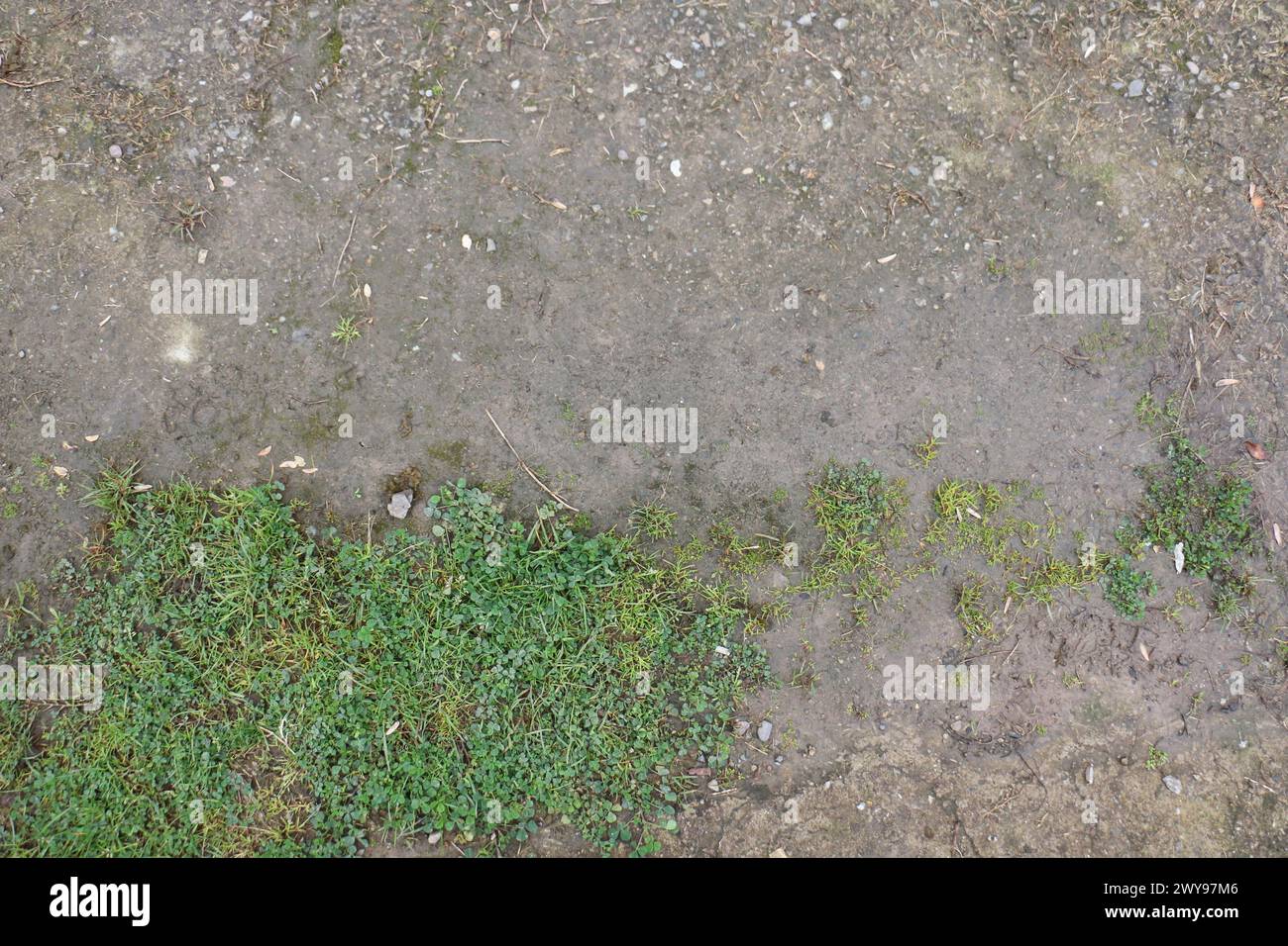 Texture de sol de boue et d'herbe appropriée pour la référence Banque D'Images