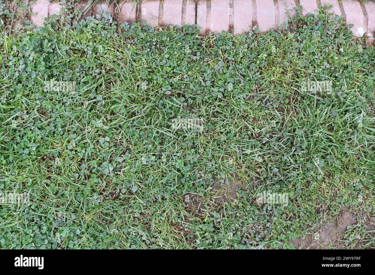 Texture de sol de boue et d'herbe appropriée pour la référence Banque D'Images