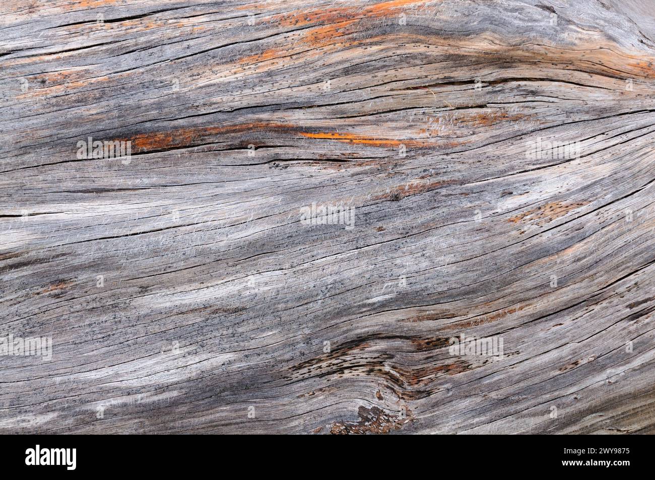 Surface en bois altérée avec grain détaillé et charme rustique. Banque D'Images