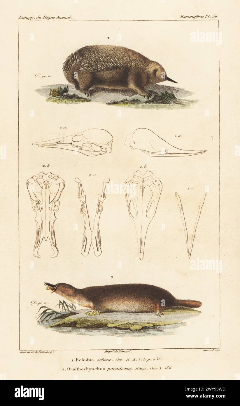 Échidna ou fourmilier épineux, Tachyglossus aculeatus 1, et ornithorhynchus anatinus 2. Gravure sur cuivre à pointillés couleur main par Eugène Giraud d’après une illustration de Felix-Edouard Guérin-Méneville et Édouard Traviès de Guérin-Méneville, iconographie du règne animal de George Cuvier, de George Cuvier, J. B. Baillière, Paris, 1829-1844. Banque D'Images