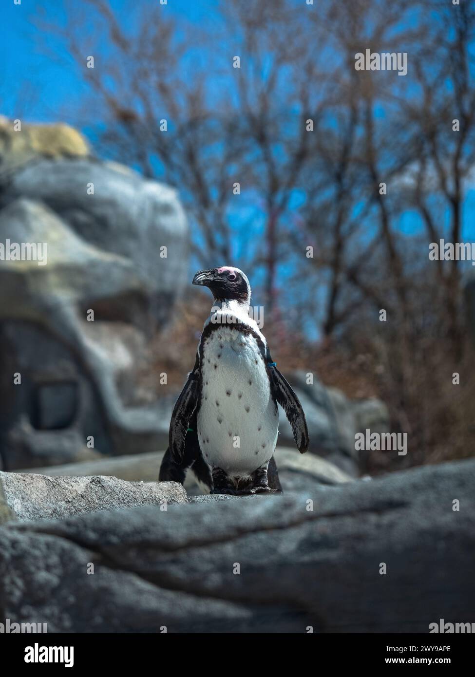 Une verticale d'un pingouin se dresse sur un rocher dans un zoo Banque D'Images