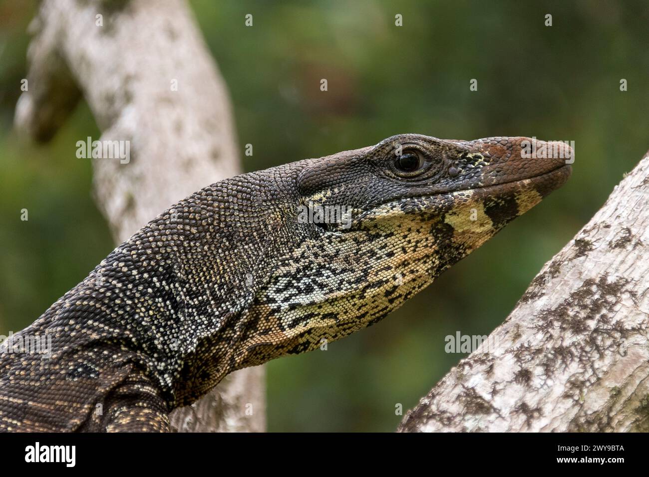 Goanna, moniteur de dentelle, moniteur d'arbre, Varanus varius. Un grand reptile lourd se cachant dans un arbre d'avocat (persea americana) Queensland, Australie. Banque D'Images