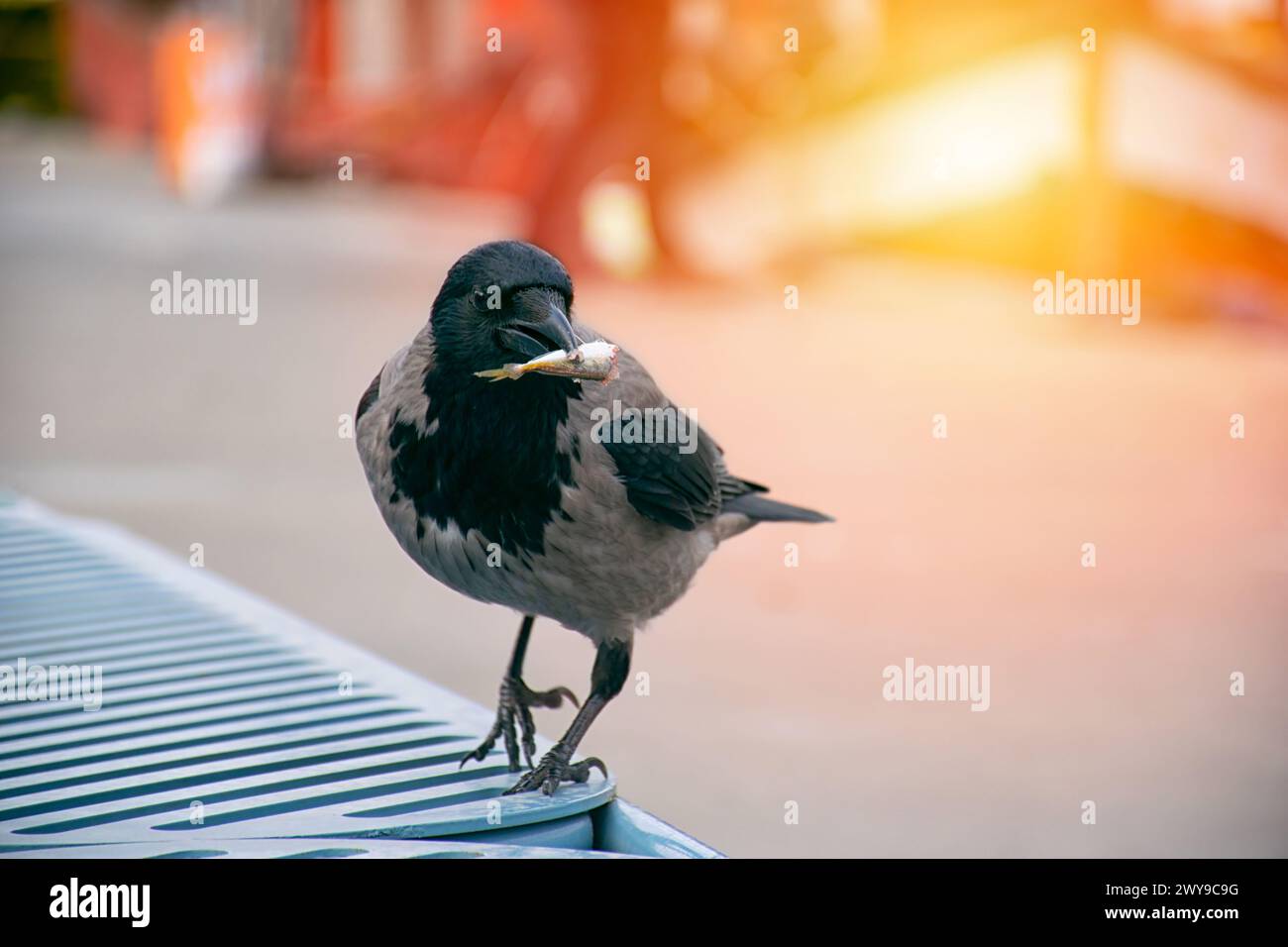 Corbeau mangeant du poisson. Corbeau avec poisson en bouche. Banque D'Images