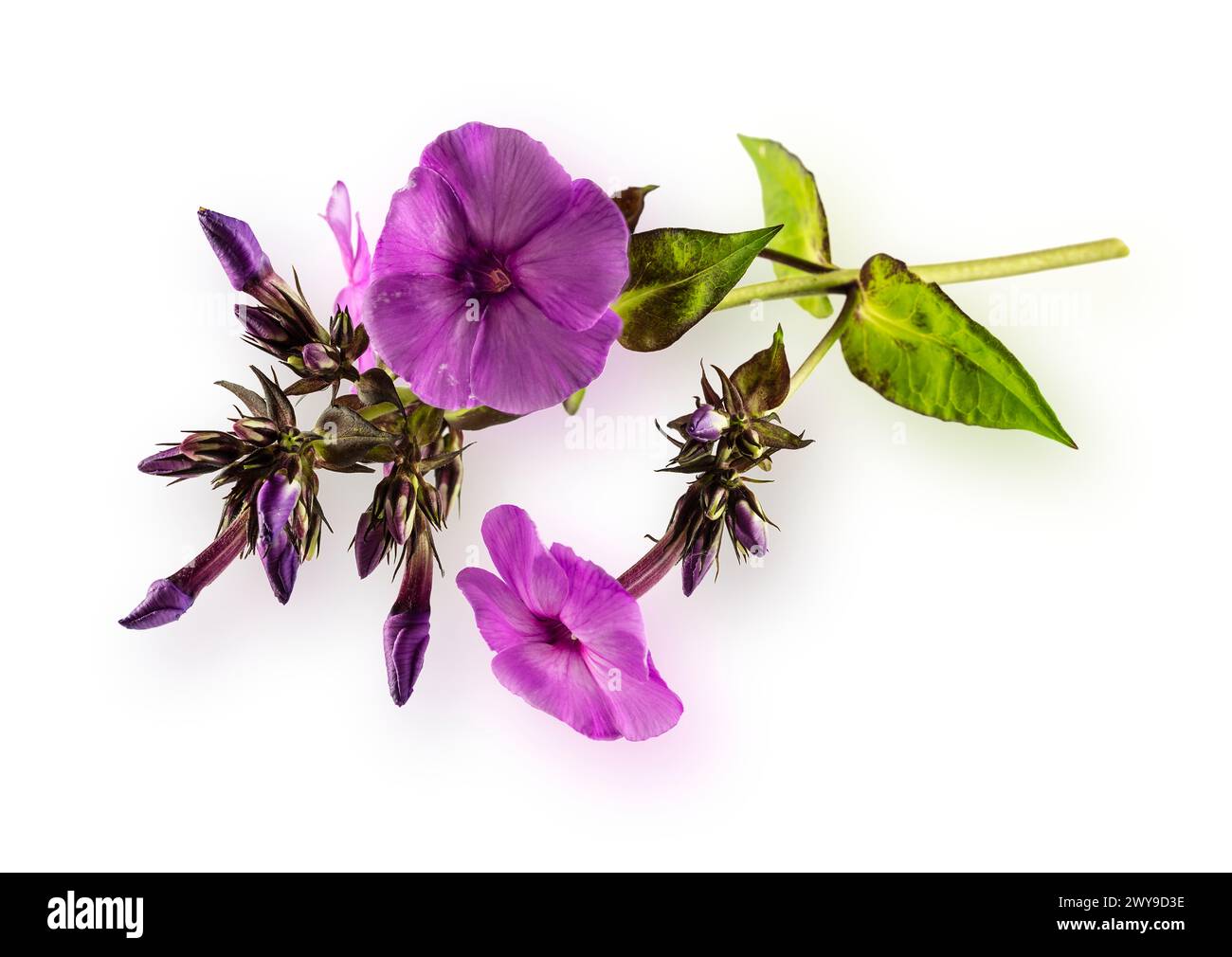 Photo isolée d'un hibiscus violet en fleurs sur fond blanc. Banque D'Images
