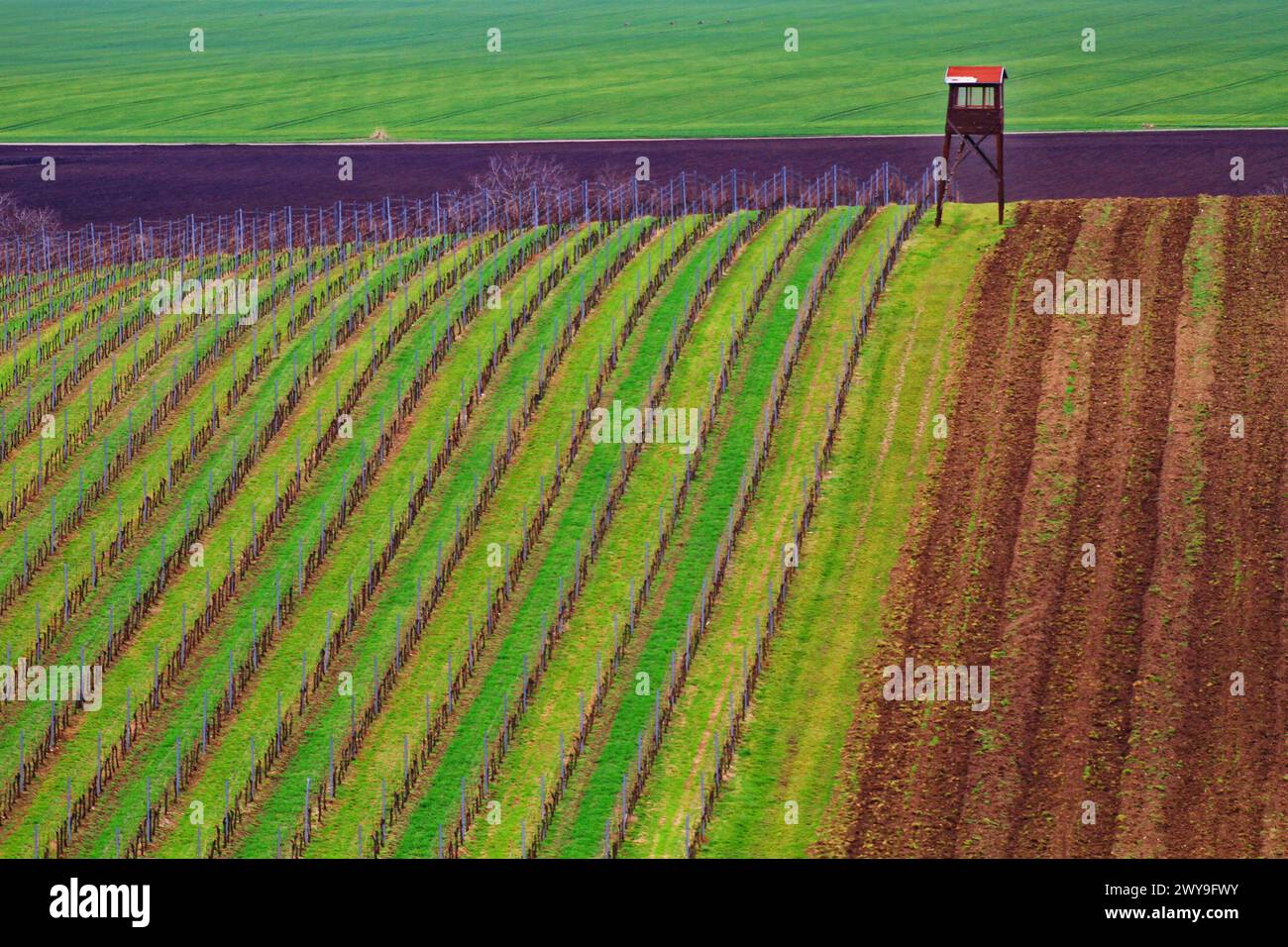 Printemps dans la région viticole de Moravie du Sud, ressemblant à la Toscane, Moravie Banque D'Images