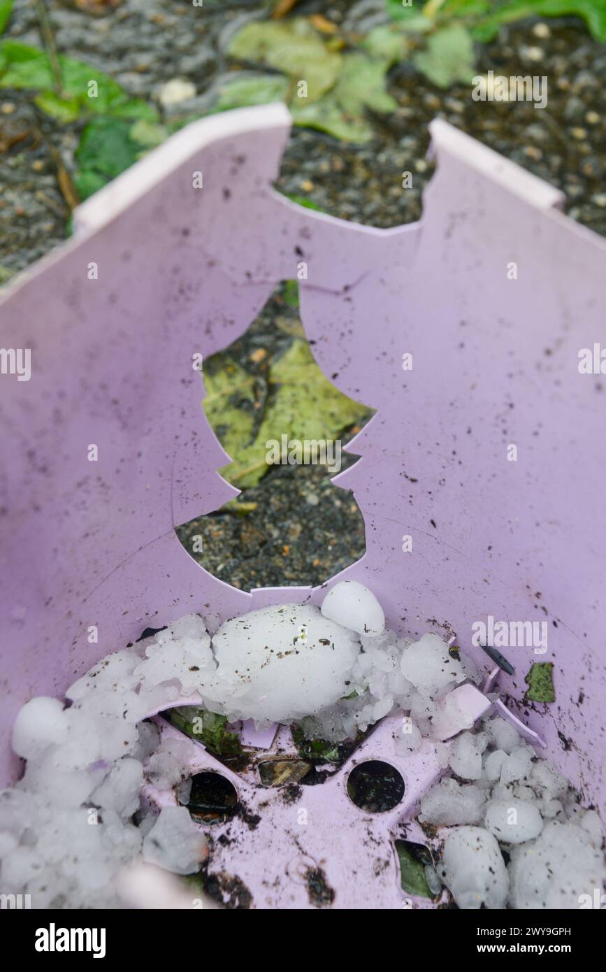 Grêle et un grand trou dans un pot de fleurs en plastique causé par une tempête de grêle Banque D'Images