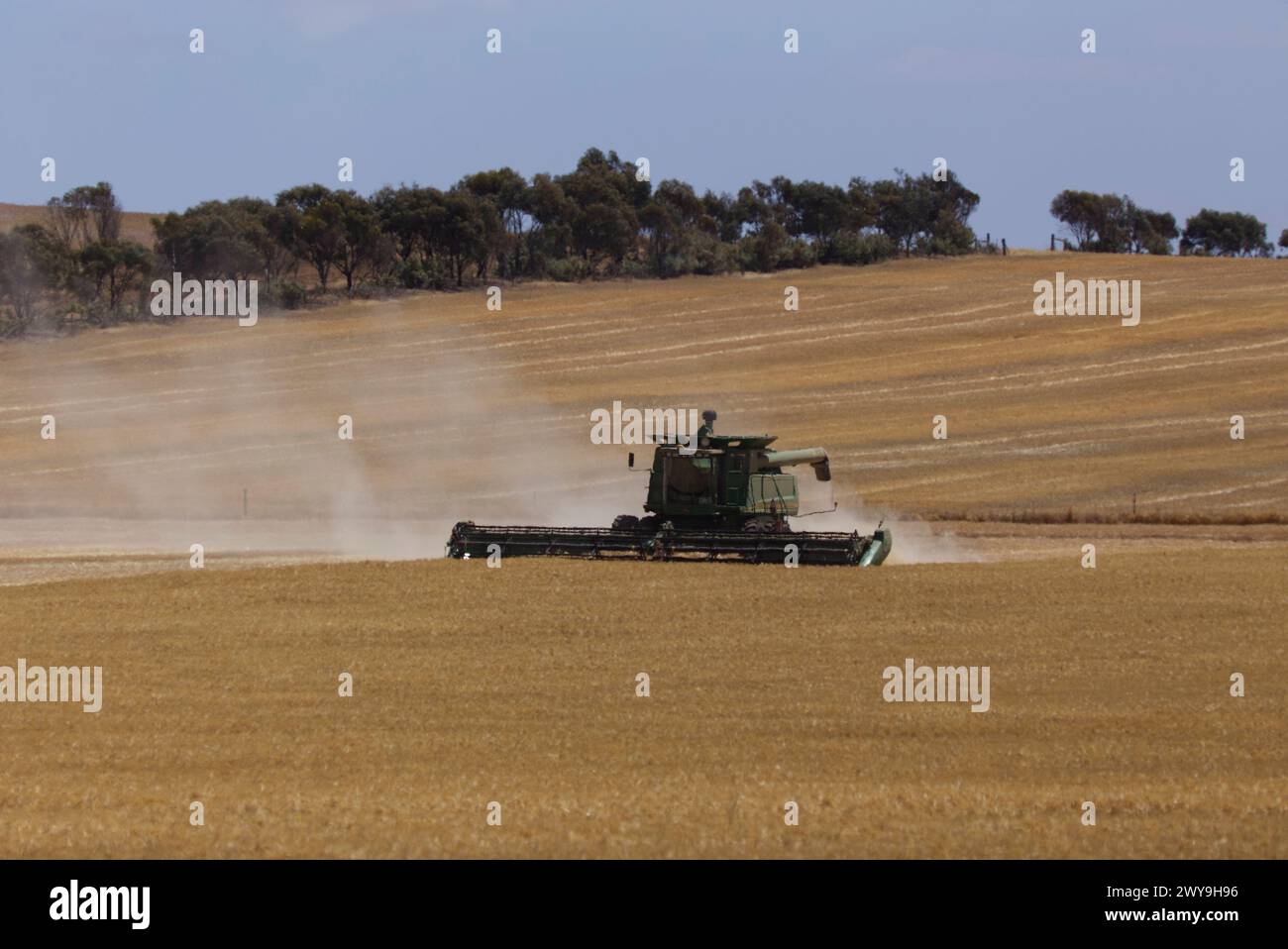Moissonneuse-batteuse travaillant sur un champ de blé doré avec de la poussière s'élevant dans l'air sous un ciel dégagé Banque D'Images