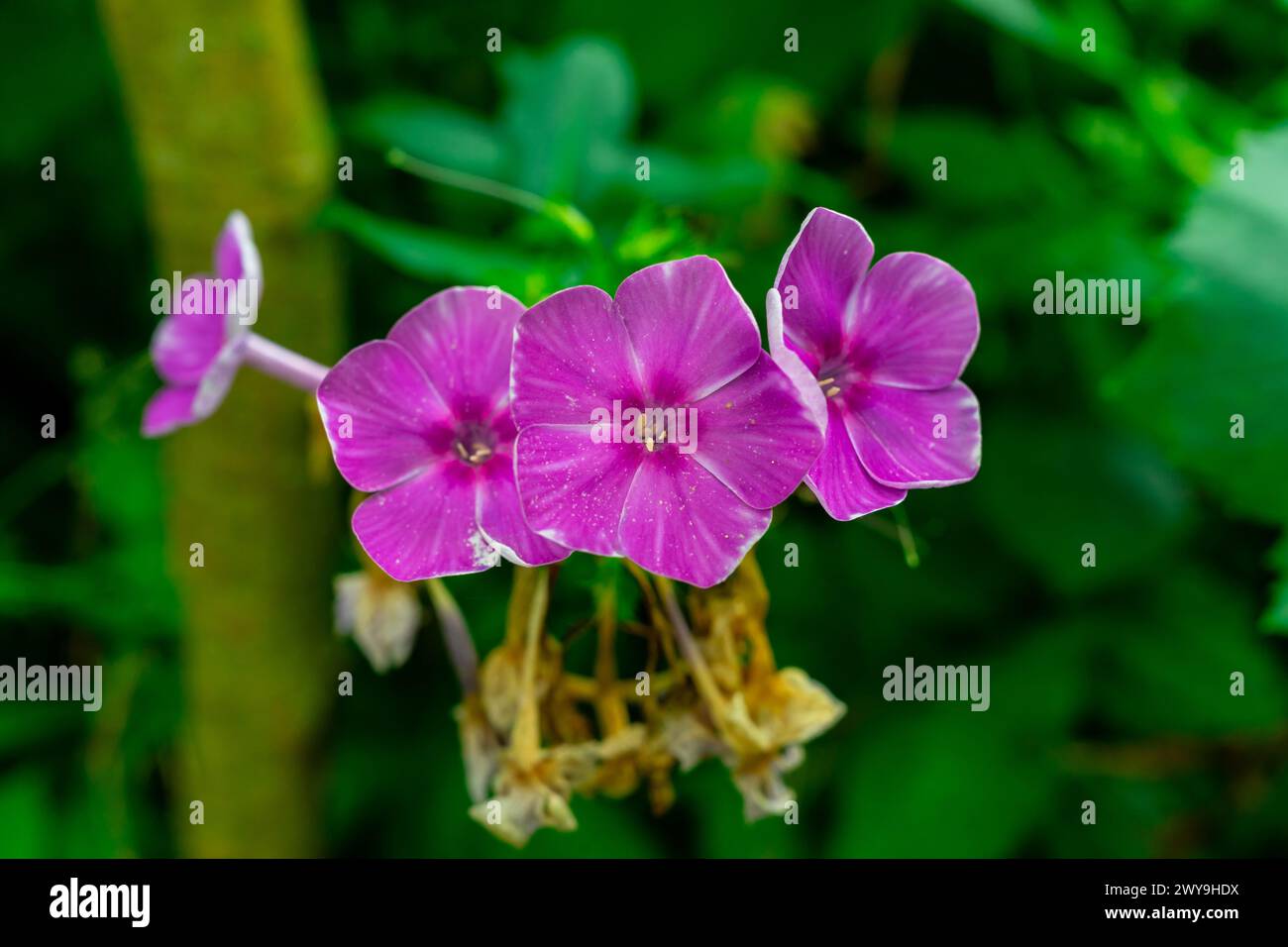 Fleurs de phlox violettes sur un fond vert. Banque D'Images