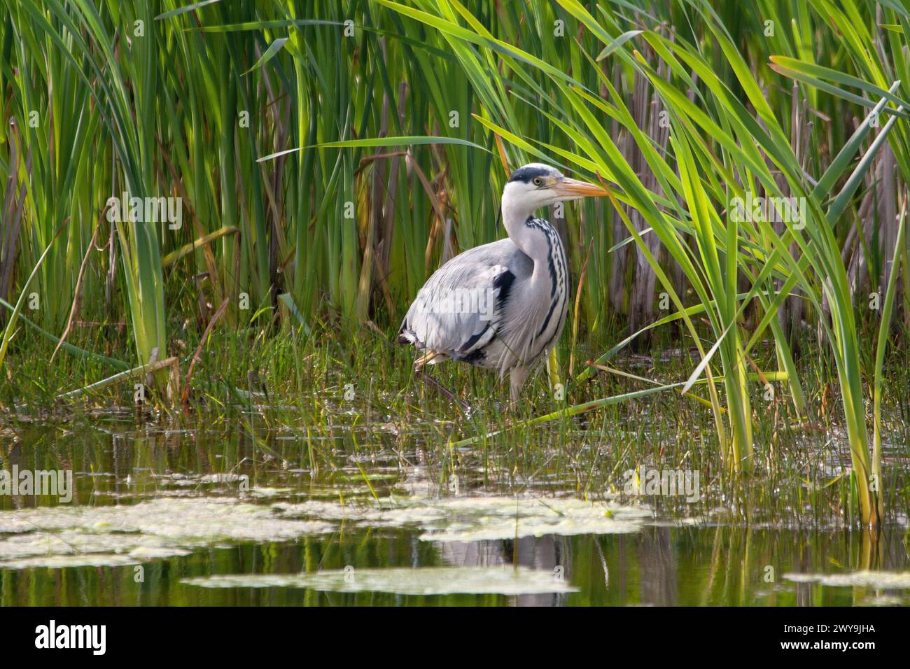 Gros plan de héron cendré dans l'eau des marais Banque D'Images