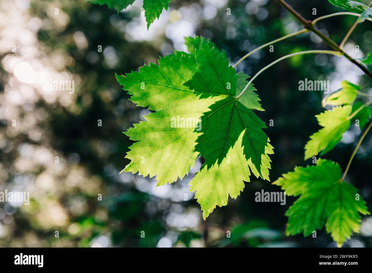 Gros plan de feuilles vertes rétroéclairées par le soleil Banque D'Images