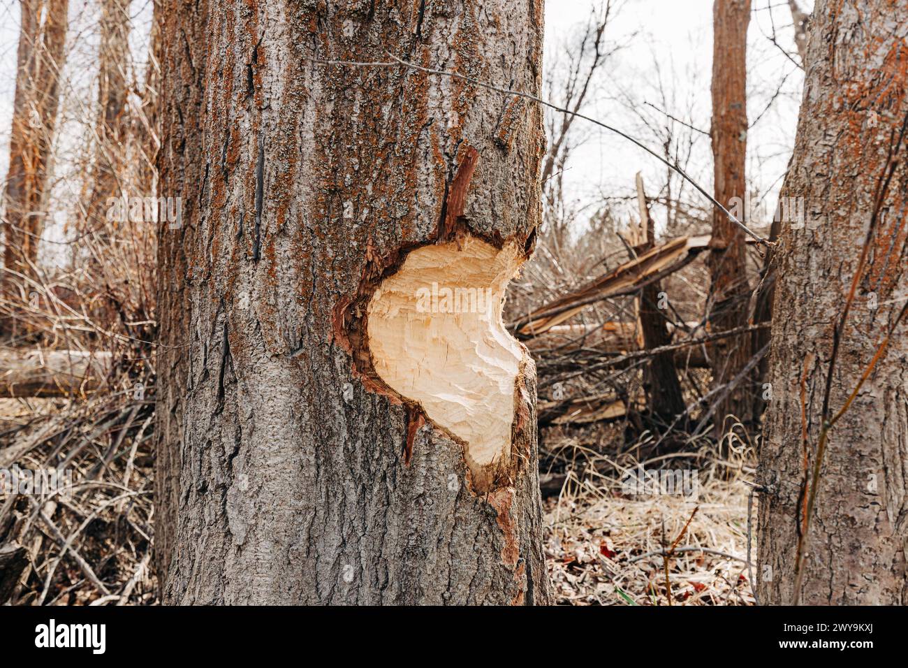 Arbre endommagé par le rongeage du castor Banque D'Images