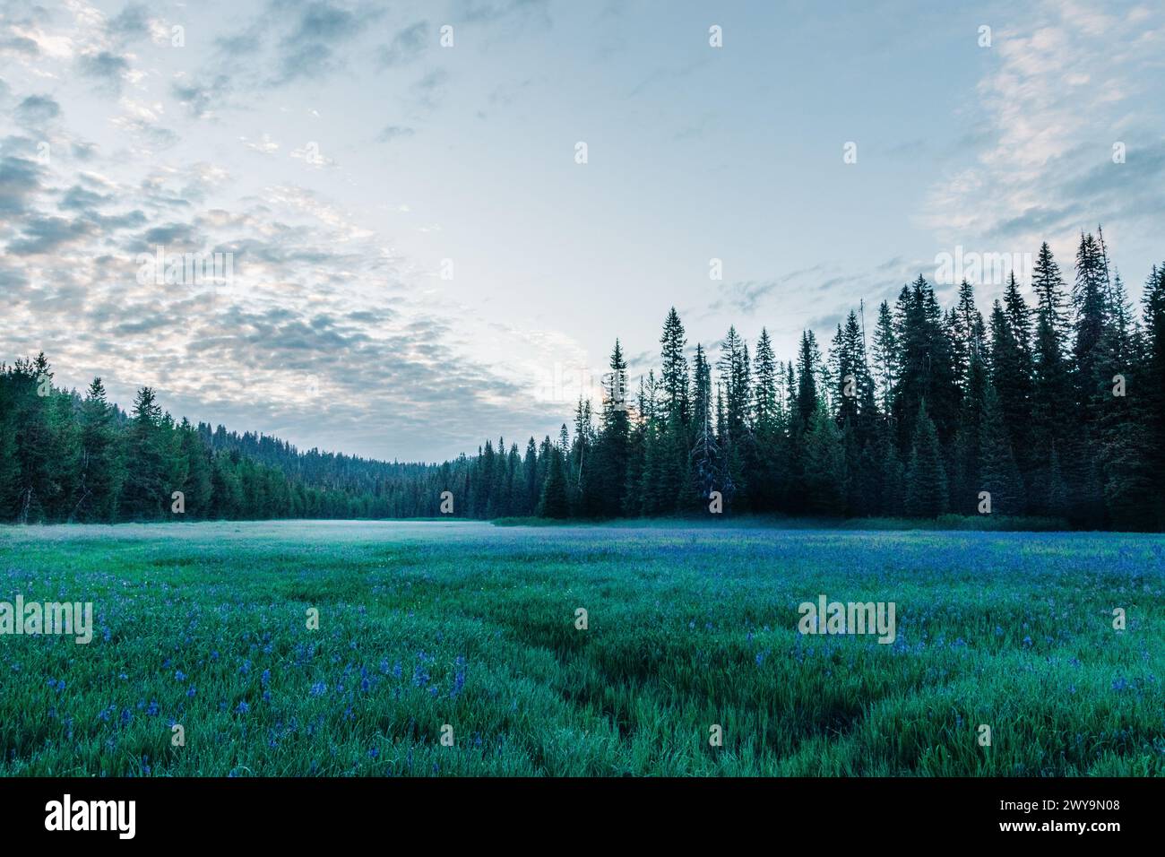 Packer Meadows camas bleu fleurissent à l'aube à Lolo, Montana Banque D'Images