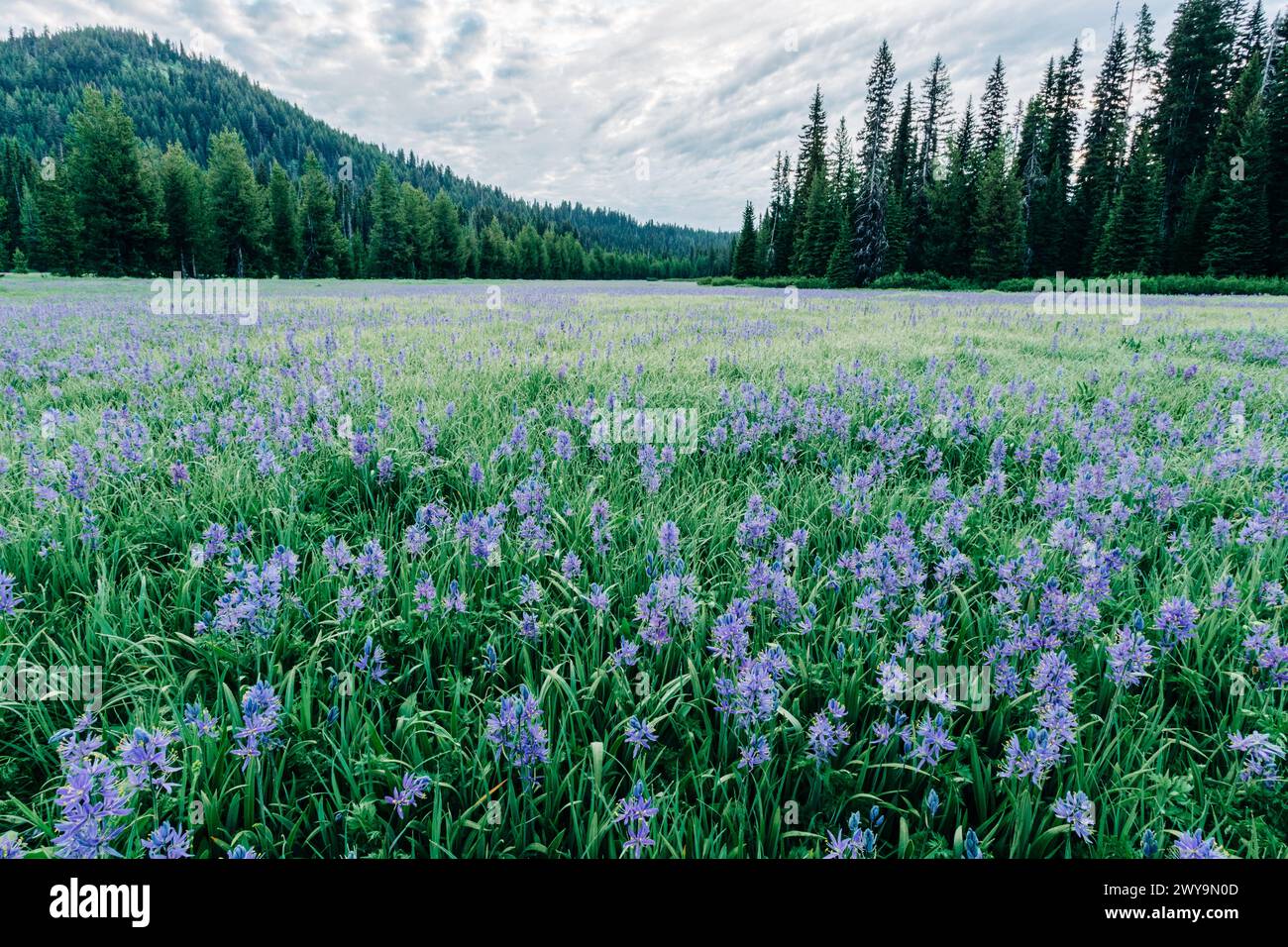 Blue camas fleurs sauvages fleurissent à Packer Meadows à Lolo, Montana Banque D'Images