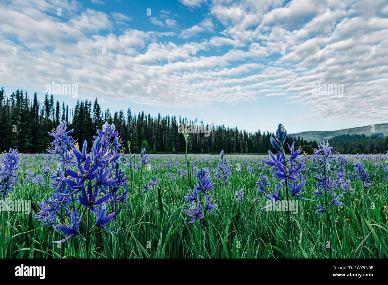 Blue camas fleurs sauvages fleurissent à Packer Meadows à Lolo, Montana Banque D'Images