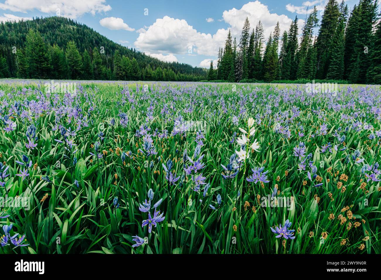 De belles camas bleues fleurissent à Packer Meadows à Lolo, Montana Banque D'Images