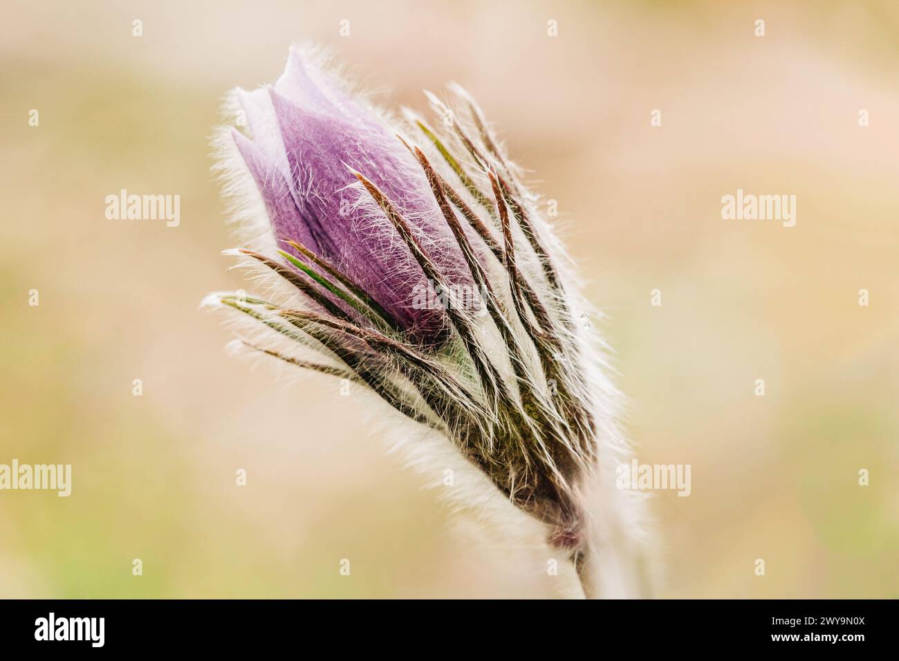Bourgeon pasqueflower violet en éruption au début du printemps Banque D'Images