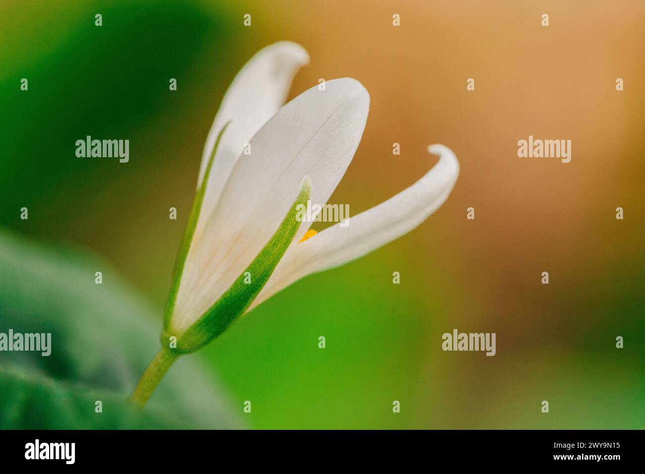 Petite fleur blanche de trillium frais Banque D'Images