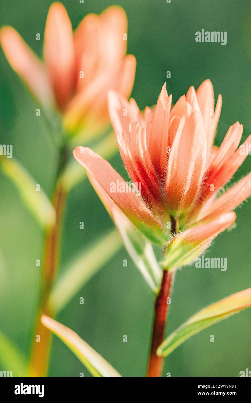 Plan macro de deux fleurs sauvages au pinceau indien pêche Banque D'Images