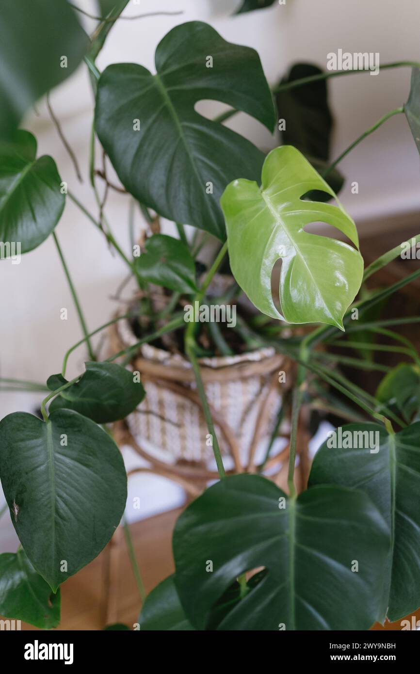 Nouvelle feuille poussant sur la plante monstera à la maison Banque D'Images