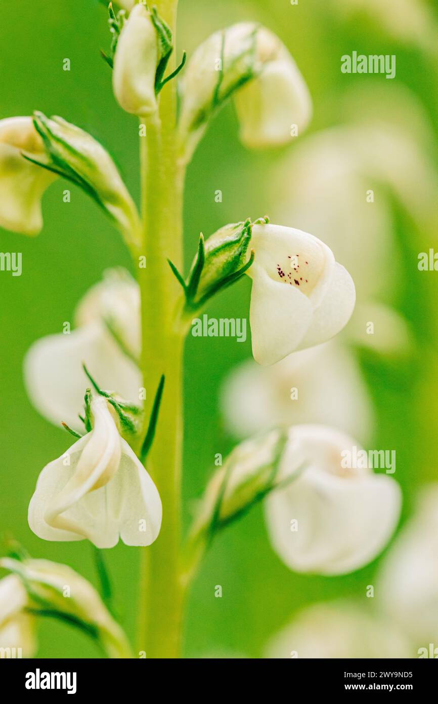 Plan macro de fleurs de lousewort blanc sur fond vert doux Banque D'Images