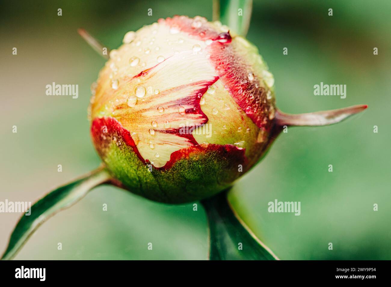 Photo macro de bourgeon de fleur de pivoine rouge et jaune avec des gouttes de pluie Banque D'Images