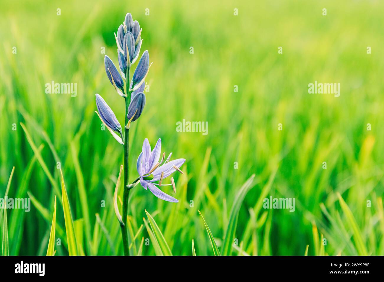 Blue camas Wildflower avec des bourgeons dans de hautes herbes vertes Banque D'Images