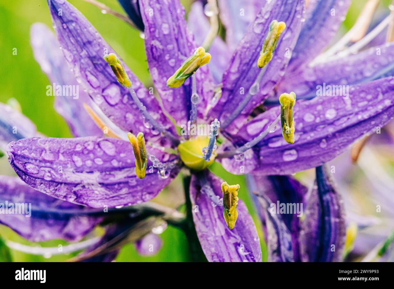 Blue camas Wildflower avec des gouttes de pluie Banque D'Images