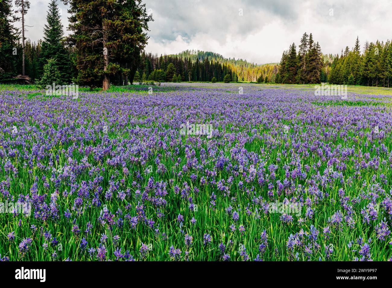 Blue camas Fields à Packer Meadow à Lolo, Montana Banque D'Images