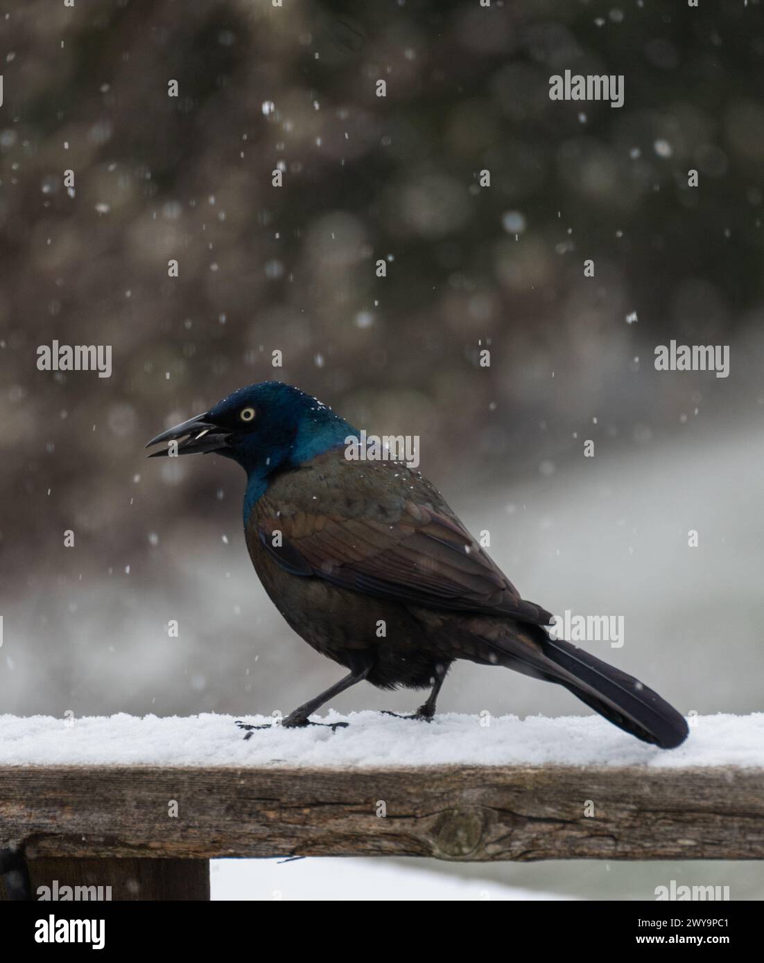 Oiseau grackle commun debout sur la balustrade un jour neigeux. Banque D'Images