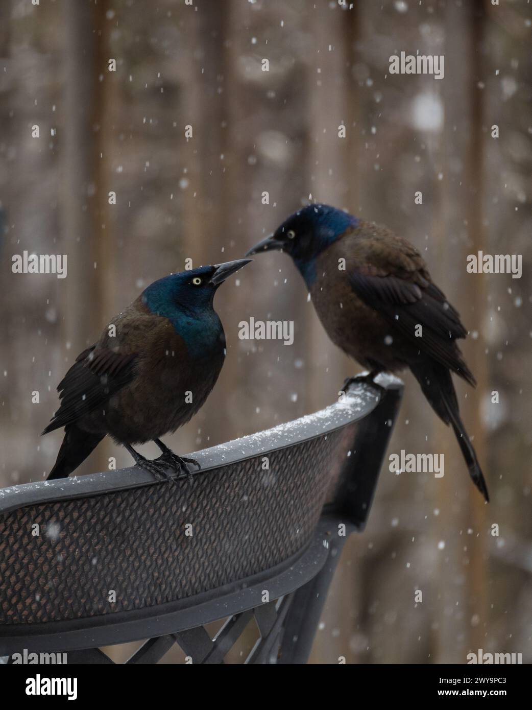 Oiseaux grackle communs perchés sur une chaise en métal un jour neigeux. Banque D'Images